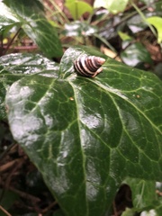Drymaeus nigrofasciatus