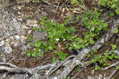 Styrax platanifolius platanifolius