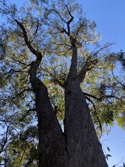 Eucalyptus planchoniana