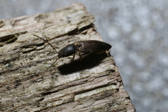 Dolerosomus silaceus
