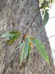 Eucalyptus planchoniana