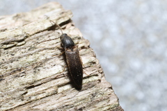 Dolerosomus silaceus