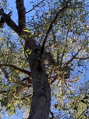 Eucalyptus planchoniana