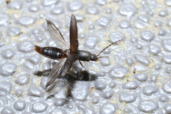 Dolerosomus silaceus