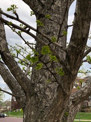 Ginkgo biloba