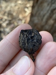 Eucalyptus planchoniana