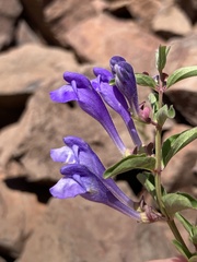 Scutellaria angustifolia