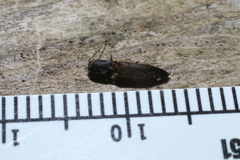 Dolerosomus silaceus