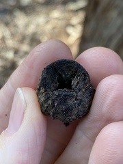 Eucalyptus planchoniana