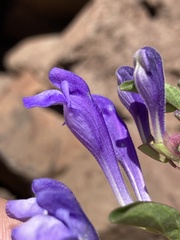 Scutellaria angustifolia