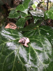 Drymaeus nigrofasciatus