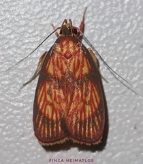 Himmacia