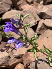 Scutellaria angustifolia