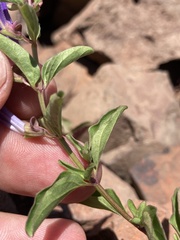 Scutellaria angustifolia