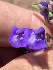 Scutellaria angustifolia