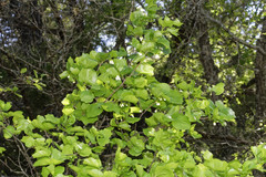 Styrax platanifolius platanifolius