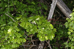Styrax platanifolius platanifolius