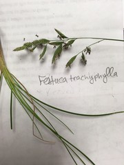 Festuca trachyphylla