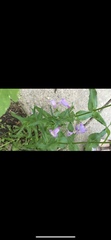 Penstemon tenuis