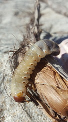 Pericoptus
