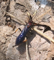 Ichneumon centrator
