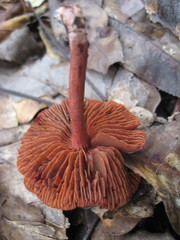 Cortinarius marylandensis