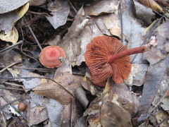 Cortinarius marylandensis