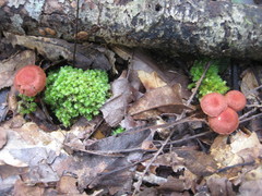 Cortinarius marylandensis