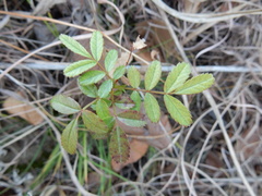 Rosa foliolosa
