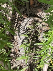 Elgaria multicarinata