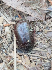 Xyloryctes jamaicensis