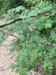 Mimosa texana