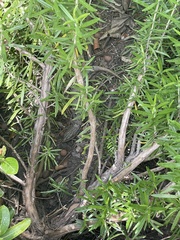 Elgaria multicarinata