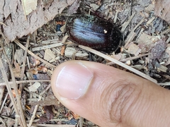 Xyloryctes jamaicensis