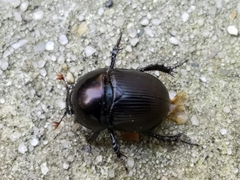 Geotrupes blackburnii