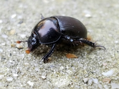 Geotrupes blackburnii