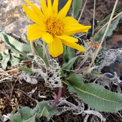 Balsamorhiza serrata
