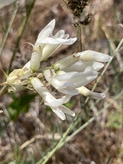 Astragalus conjunctus