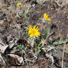 Balsamorhiza serrata