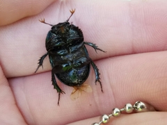 Geotrupes blackburnii