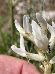 Astragalus conjunctus