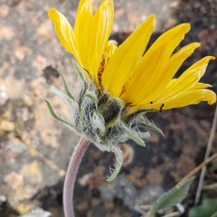 Balsamorhiza serrata