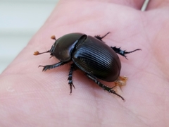 Geotrupes blackburnii