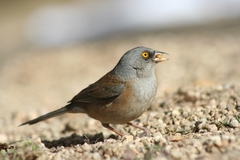 Junco bairdi