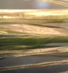 Festuca trachyphylla
