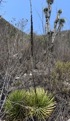Agave stricta