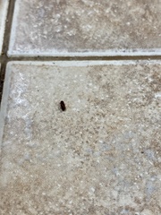 Stegobium