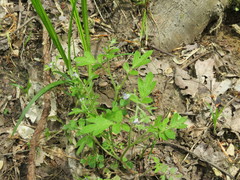 Phacelia ranunculacea