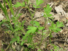 Phacelia ranunculacea