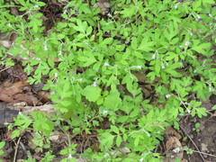 Phacelia ranunculacea